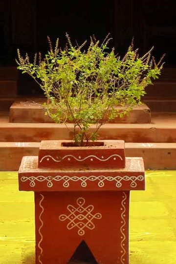 Vastu Tips for Tulsi Ji Plant in the Home