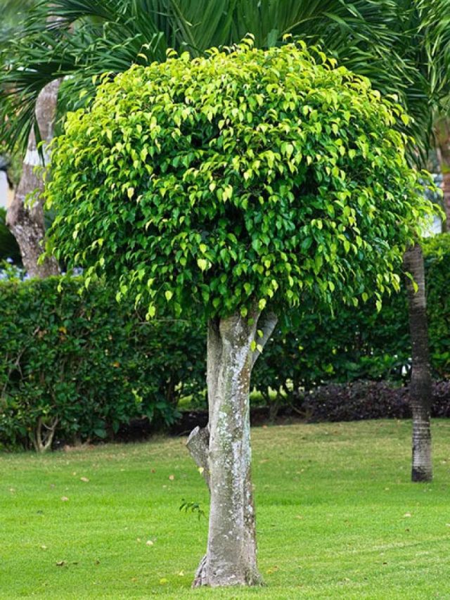 Vastu Tips for Ficus Plant in Home