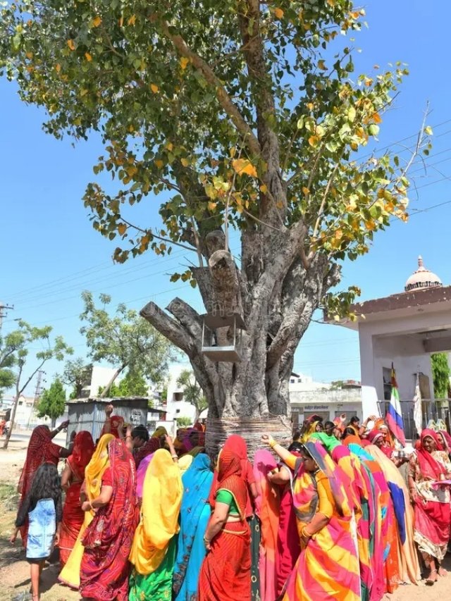 Why Worship Peepal Tree?