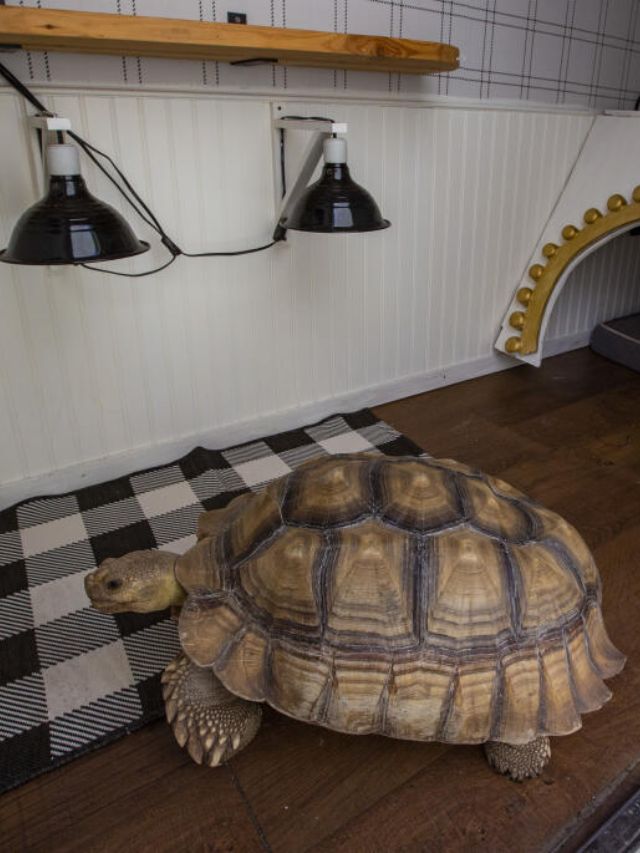 Benefits of keeping a tortoise at home