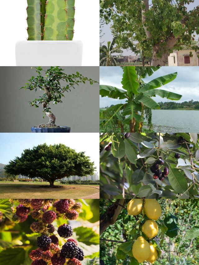 Home Plants and Trees Vastu Tips